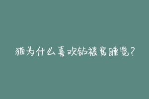 猫为什么喜欢钻被窝睡觉?-动物百科