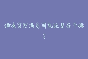猫咪突然满房间乱跑是在干嘛？-动物百科