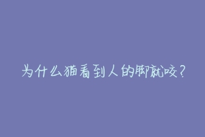 为什么猫看到人的脚就咬?-动物百科