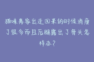 猫咪离家出走回来的时候消瘦了很多而且后腿露出了骨头怎样办?-动物百科