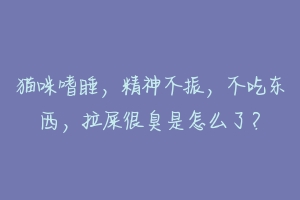 猫咪嗜睡,精神不振,不吃东西,拉屎很臭是怎么了?-动物百科