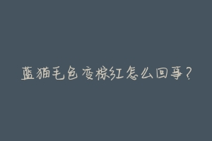 蓝猫毛色变棕红怎么回事?-动物百科