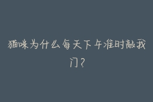 猫咪为什么每天下午准时敲我门?-动物百科