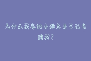 为什么我家的小猫总是弓起背蹭我?-动物百科