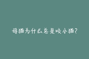 母猫为什么总是咬小猫?-动物百科