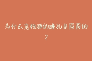 为什么宠物猫的瞳孔是圆圆的?-动物百科