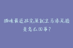 猫咪最近拉完屎就立马添屁股是怎么回事?-动物百科