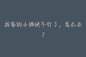 我家的小猫快不行了,怎么办?-动物百科