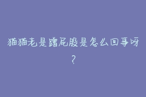 猫猫老是蹭屁股是怎么回事呀?-动物百科