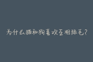 为什么猫和狗喜欢互相舔毛？-动物百科