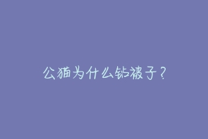 公猫为什么钻被子?-动物百科
