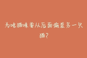 为啥猫咪要从后面偷袭另一只猫?-动物百科