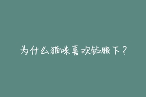 为什么猫咪喜欢钻腋下?-动物百科