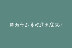 猫为什么喜欢逗老鼠玩?-动物百科