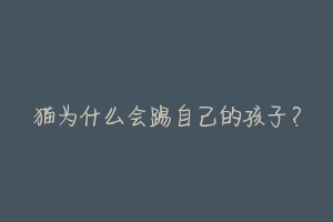 猫为什么会踢自己的孩子?-动物百科