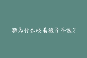 猫为什么咬着被子不放?-动物百科