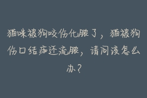 猫咪被狗咬伤化脓了,猫被狗伤口结痂还流脓,请问该怎么办?-动物百科