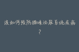该如何预防猫咪泌尿系统疾病？-动物百科