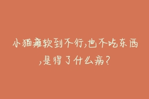 小猫瘫软到不行,也不吃东西,是得了什么病?-动物百科