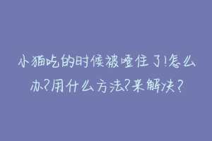 小猫吃的时候被噎住了!怎么办?用什么方法?来解决？-动物百科