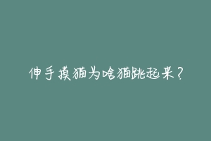 伸手摸猫为啥猫跳起来?-动物百科