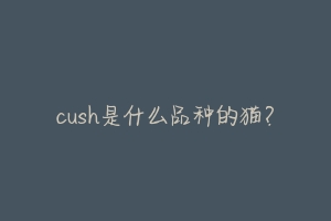 cush是什么品种的猫?-动物百科