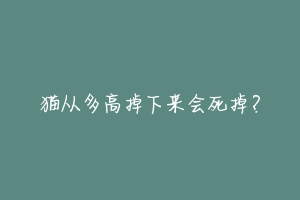 猫从多高掉下来会死掉?-动物百科