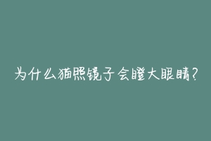 为什么猫照镜子会瞪大眼睛?-动物百科