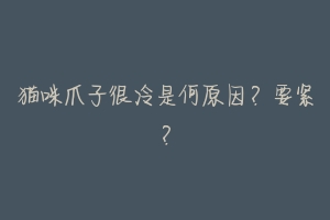 猫咪爪子很冷是何原因?要紧?-动物百科
