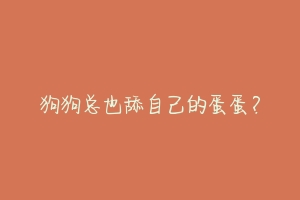 狗狗总也舔自己的蛋蛋?-动物百科