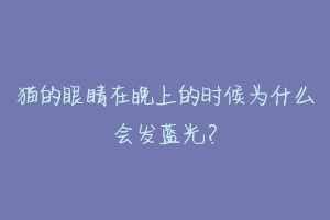 猫的眼睛在晚上的时候为什么会发蓝光?-动物百科