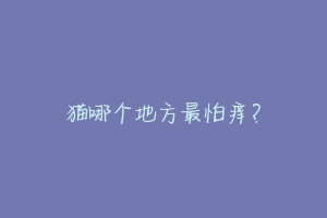 猫哪个地方最怕痒?-动物百科