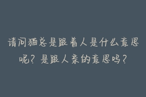 请问猫总是跟着人是什么意思呢?是跟人亲的意思吗?-动物百科