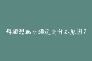 母猫想拖小猫走是什么原因?-动物百科