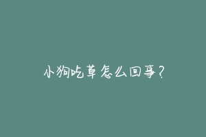 小狗吃草怎么回事?-动物百科