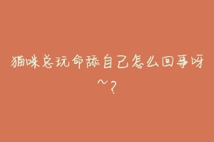 猫咪总玩命舔自己怎么回事呀~?-动物百科