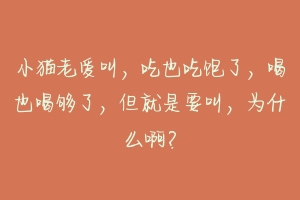 小猫老爱叫,吃也吃饱了,喝也喝够了,但就是要叫,为什么啊?-动物百科