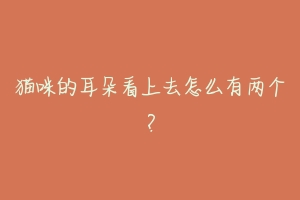 猫咪的耳朵看上去怎么有两个?-动物百科