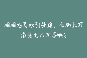 猫猫老喜欢到处蹭,在地上打滚是怎么回事啊?-动物百科