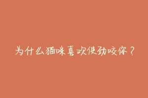为什么猫咪喜欢使劲咬你?-动物百科
