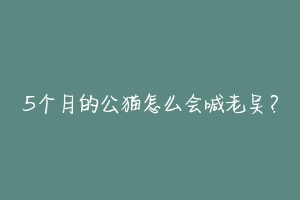 5个月的公猫怎么会喊老吴?-动物百科
