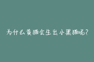 为什么黄猫会生出小黑猫呢？-动物百科