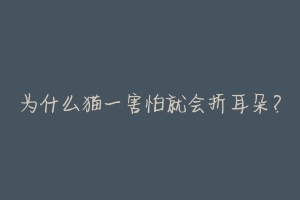 为什么猫一害怕就会折耳朵?-动物百科