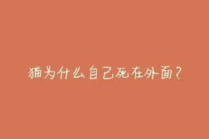 猫为什么自己死在外面?-动物百科