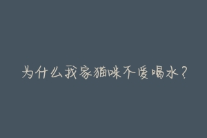 为什么我家猫咪不爱喝水？-动物百科