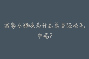 我家小猫咪为什么总是轻咬毛巾呢?-动物百科