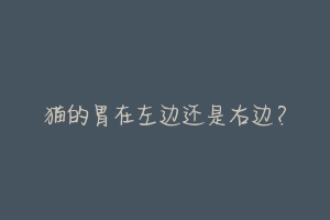 猫的胃在左边还是右边?-动物百科