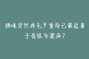 猫咪突然掉毛严重而已最近鼻子有很多黑痂?-动物百科
