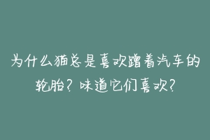 为什么猫总是喜欢蹭着汽车的轮胎?味道它们喜欢?-动物百科