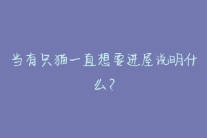 当有只猫一直想要进屋说明什么?-动物百科